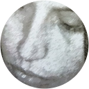Benedetta Donato profile picture